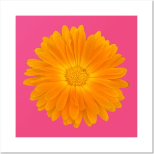 Sunny orange gerbera Posters and Art